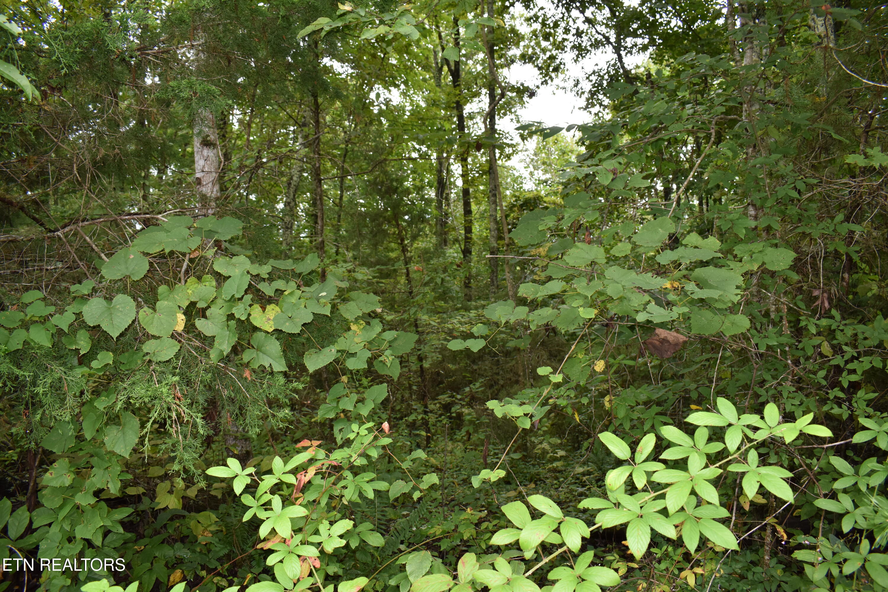 Lot 93 Saddle Ridge Drive Lafollette TN 37766