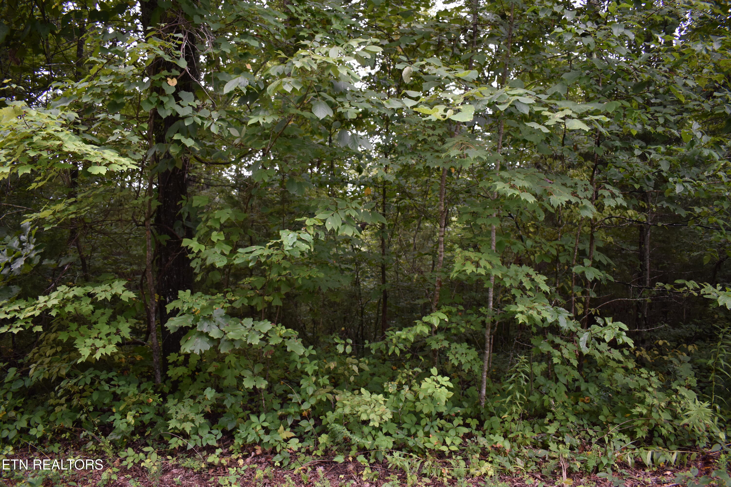 Lot 93 Saddle Ridge Drive Lafollette TN 37766