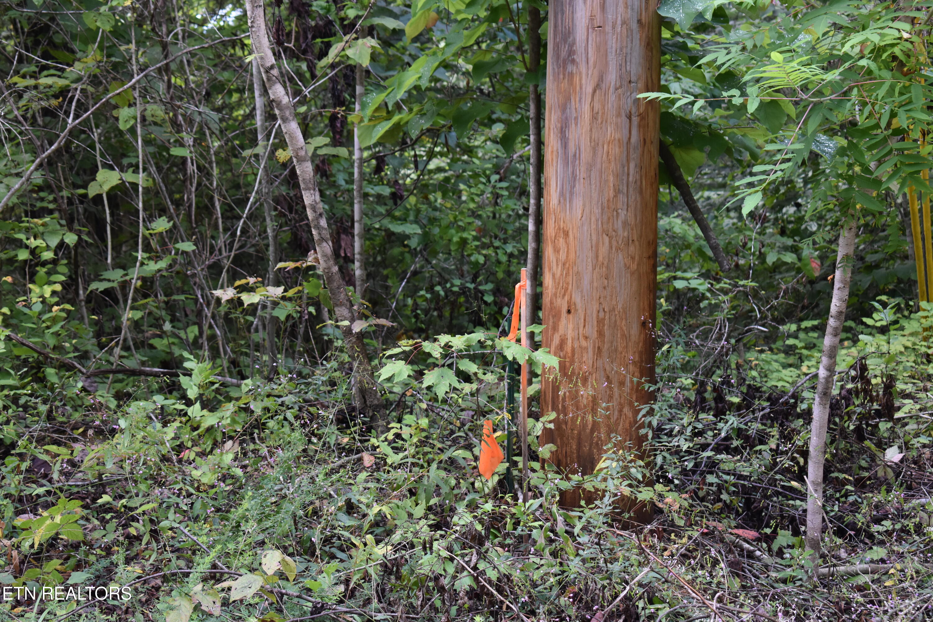 Lot 93 Saddle Ridge Drive Lafollette TN 37766