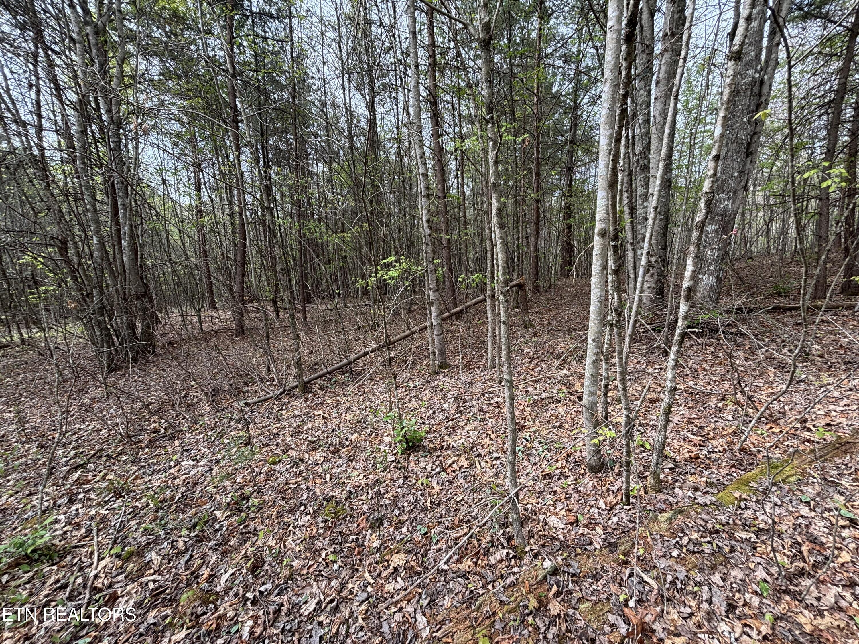 182 Nydeck Road Robbins TN 37852