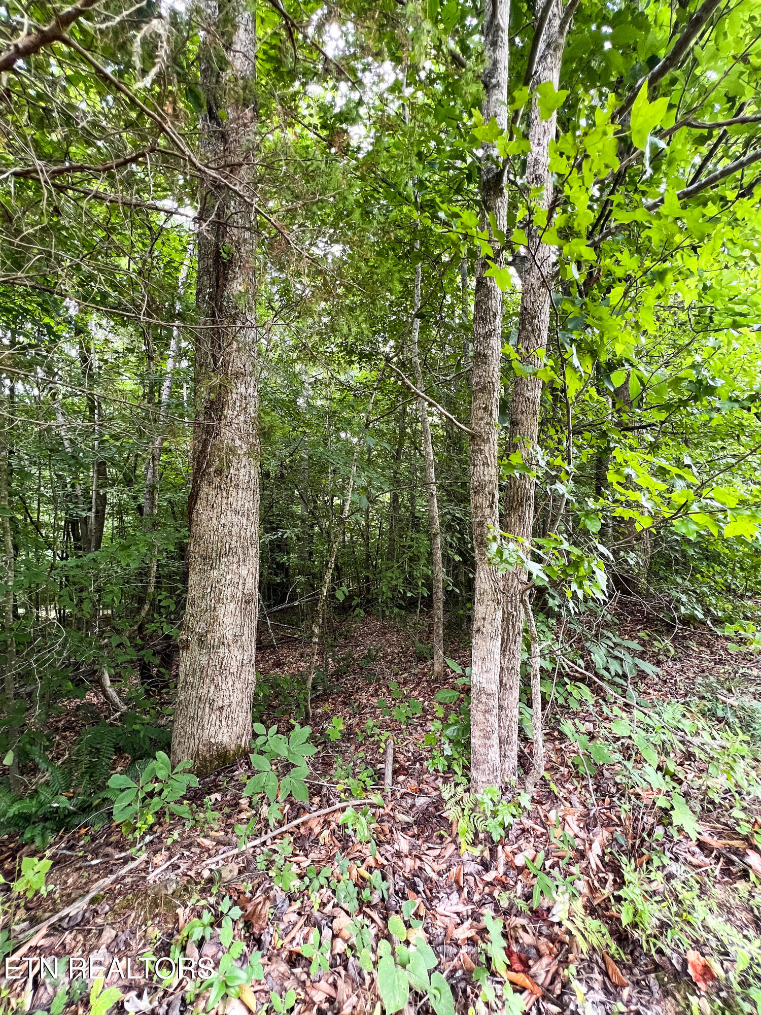119 Laurel Wood Road Tazewell TN 37879