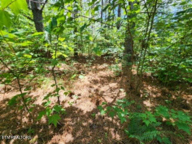 674 Rhodas Way Sunbright TN 37872