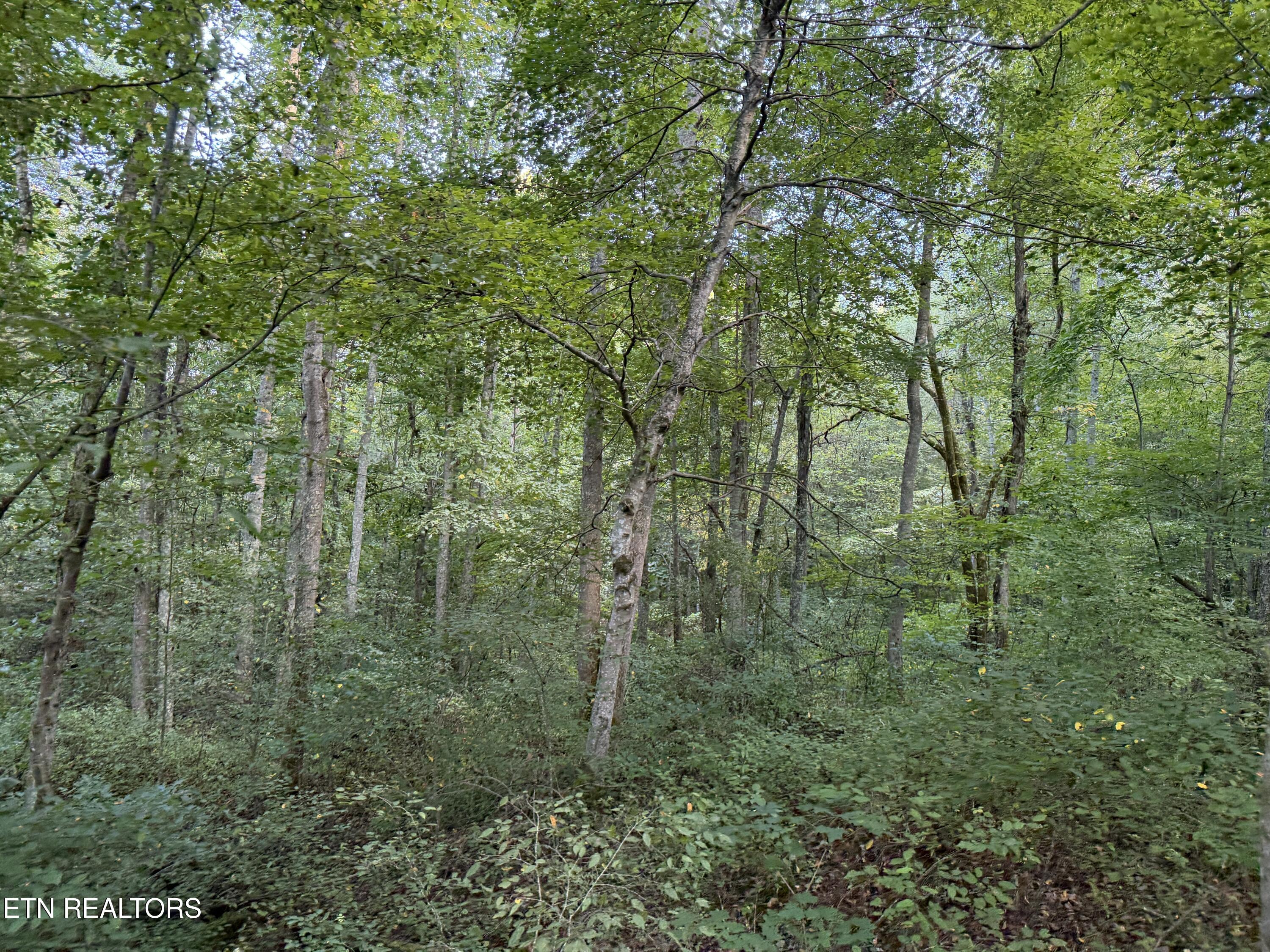5441 White Oak Road Duff TN 37729
