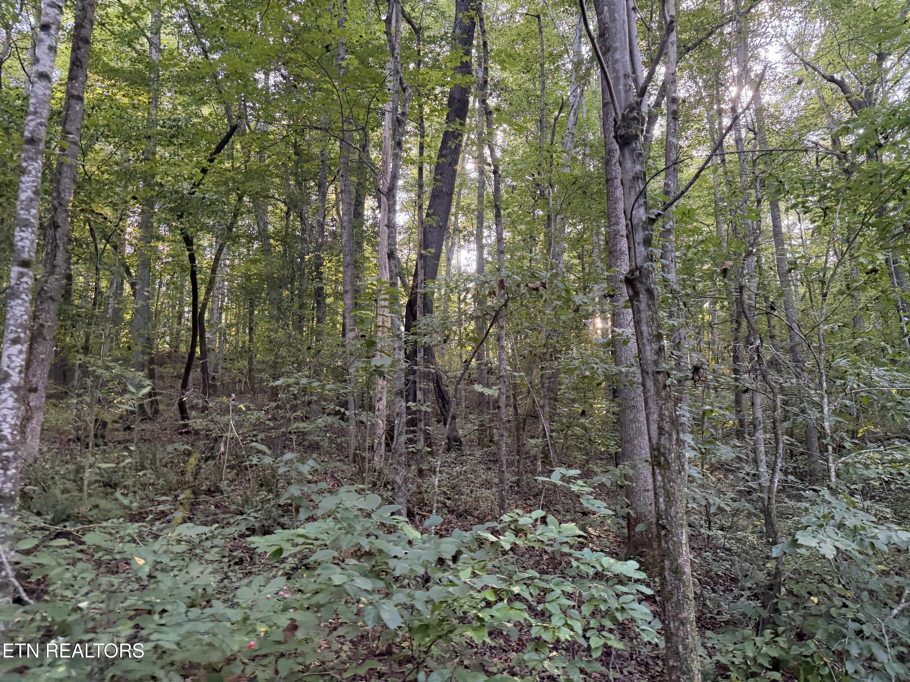 5441 White Oak Road Duff TN 37729