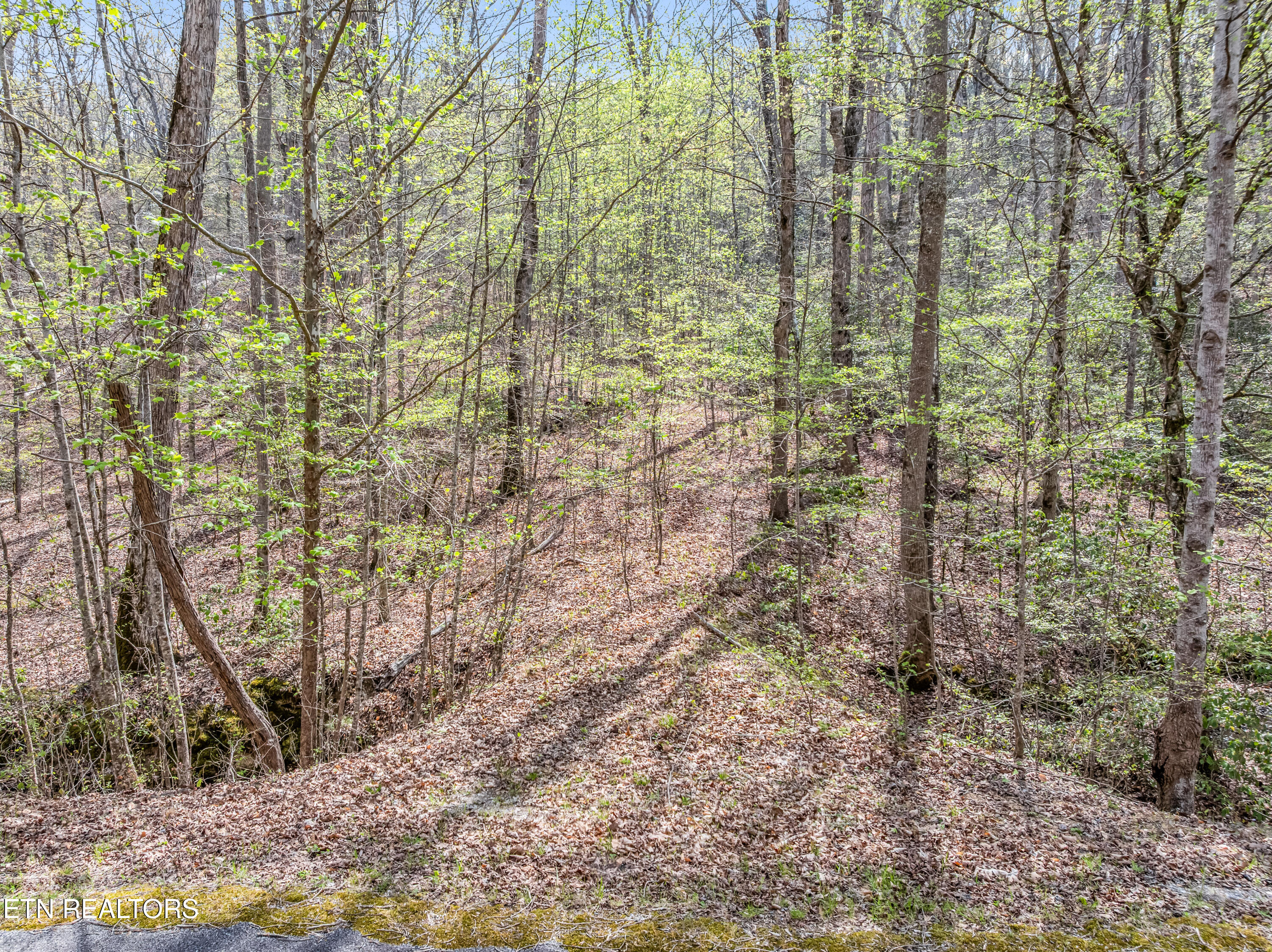 Hidden Oaks Road Rockwood TN 37854
