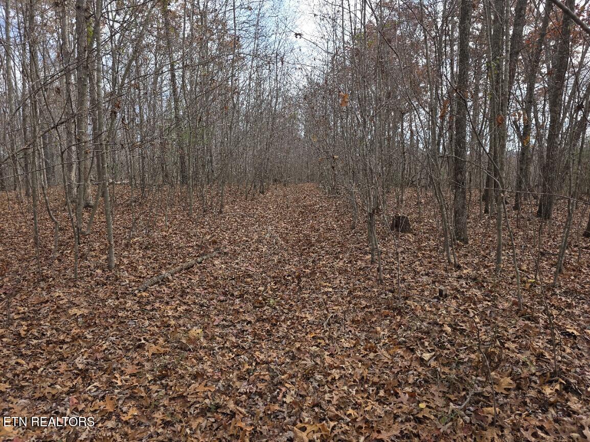 Junior Cox Road Deer Lodge TN 37726