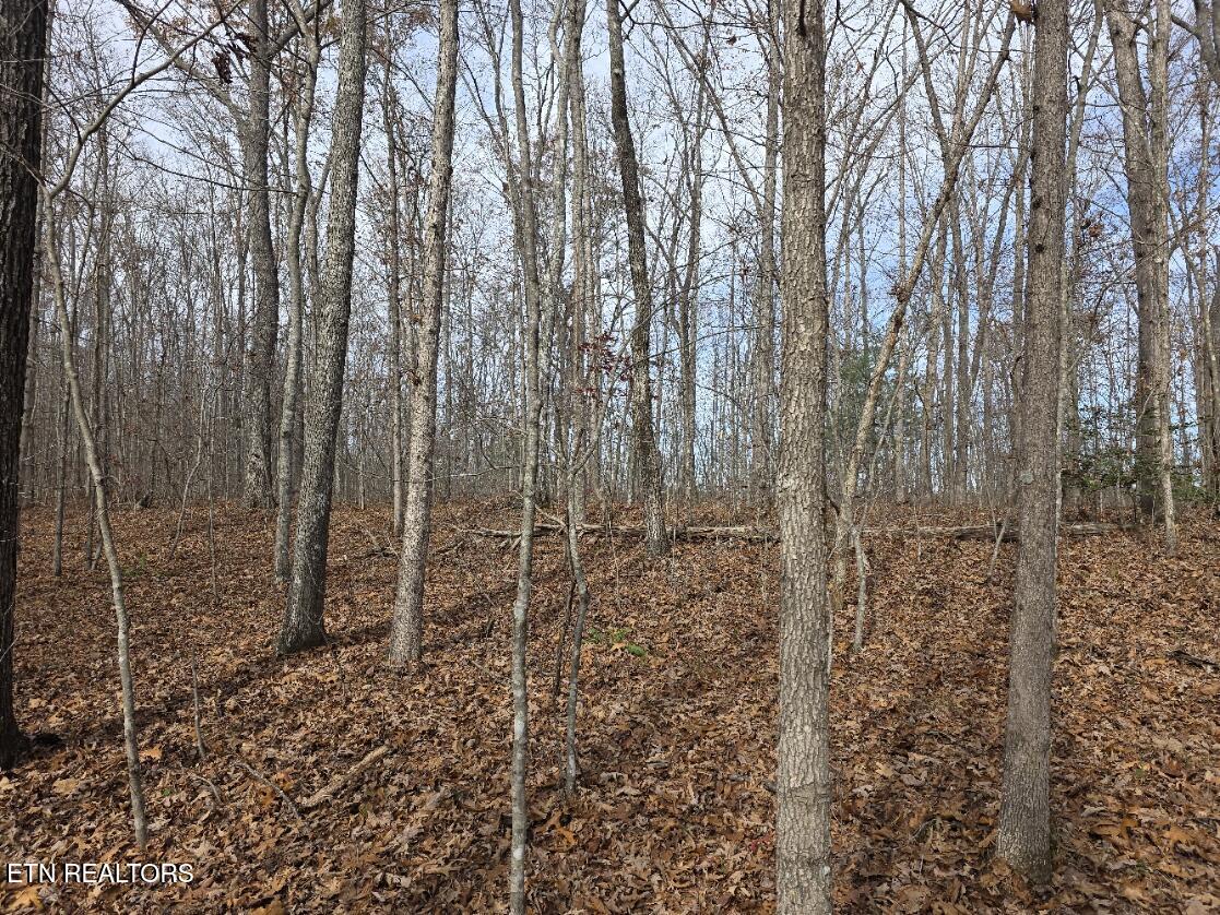 Junior Cox Road Deer Lodge TN 37726