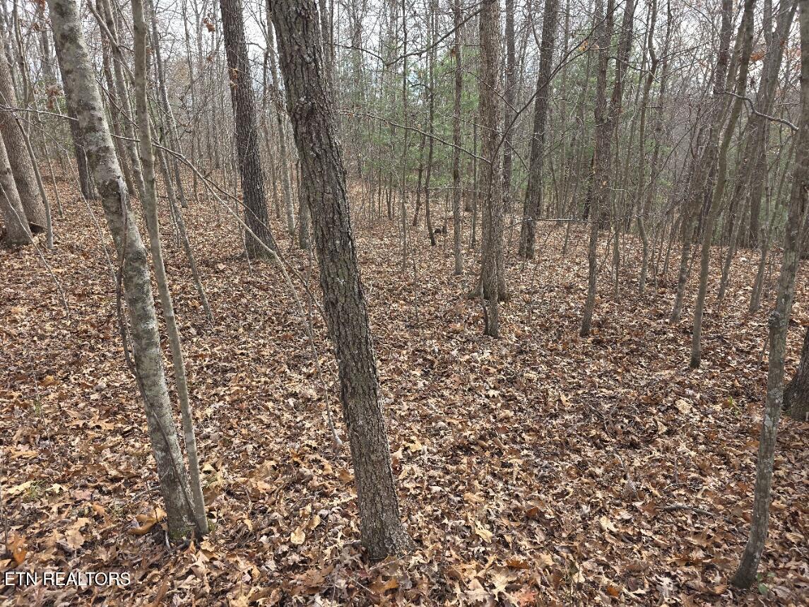 Junior Cox Road Deer Lodge TN 37726