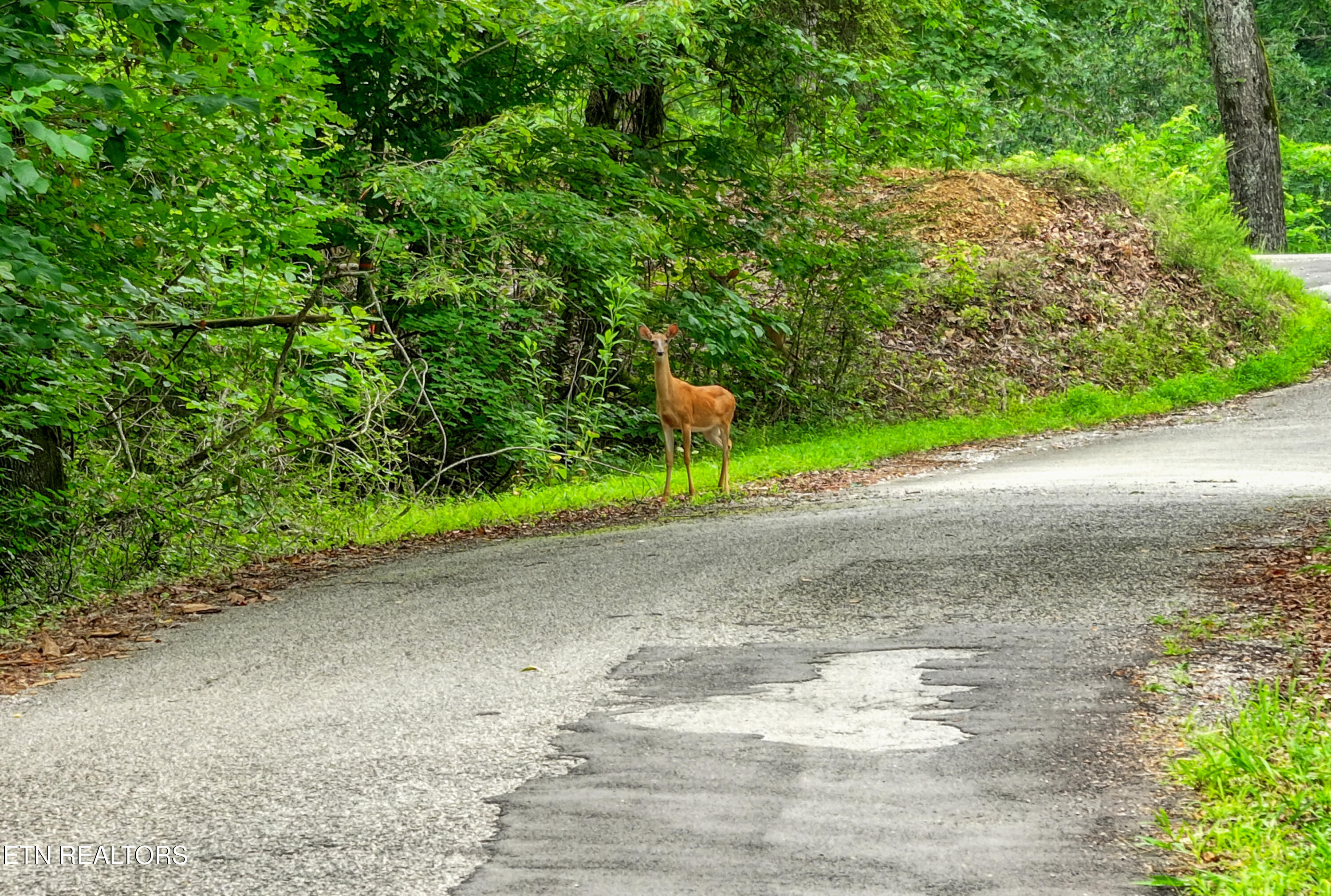 Lake Overlook Drive Rockwood TN 37854