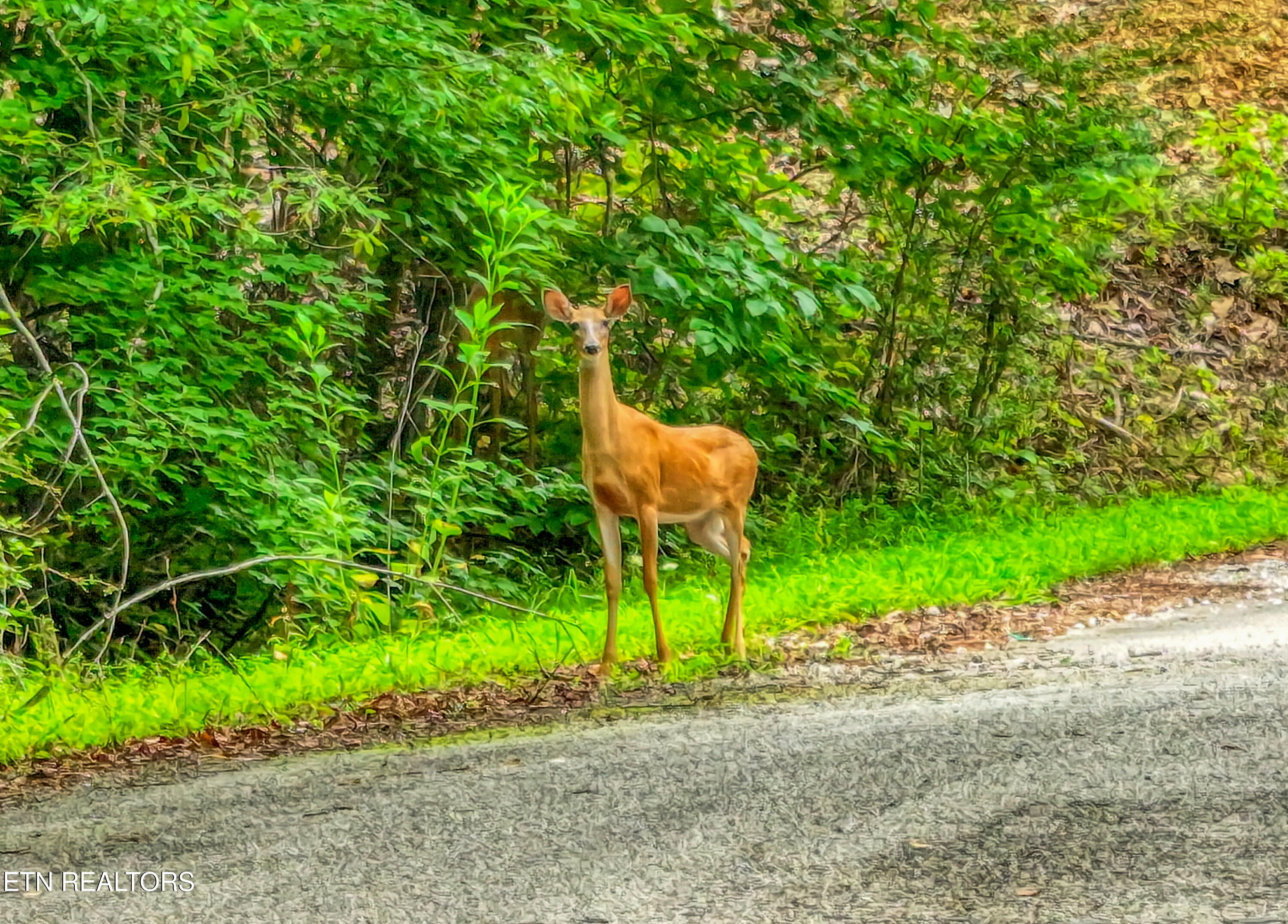Lake Overlook Drive Rockwood TN 37854