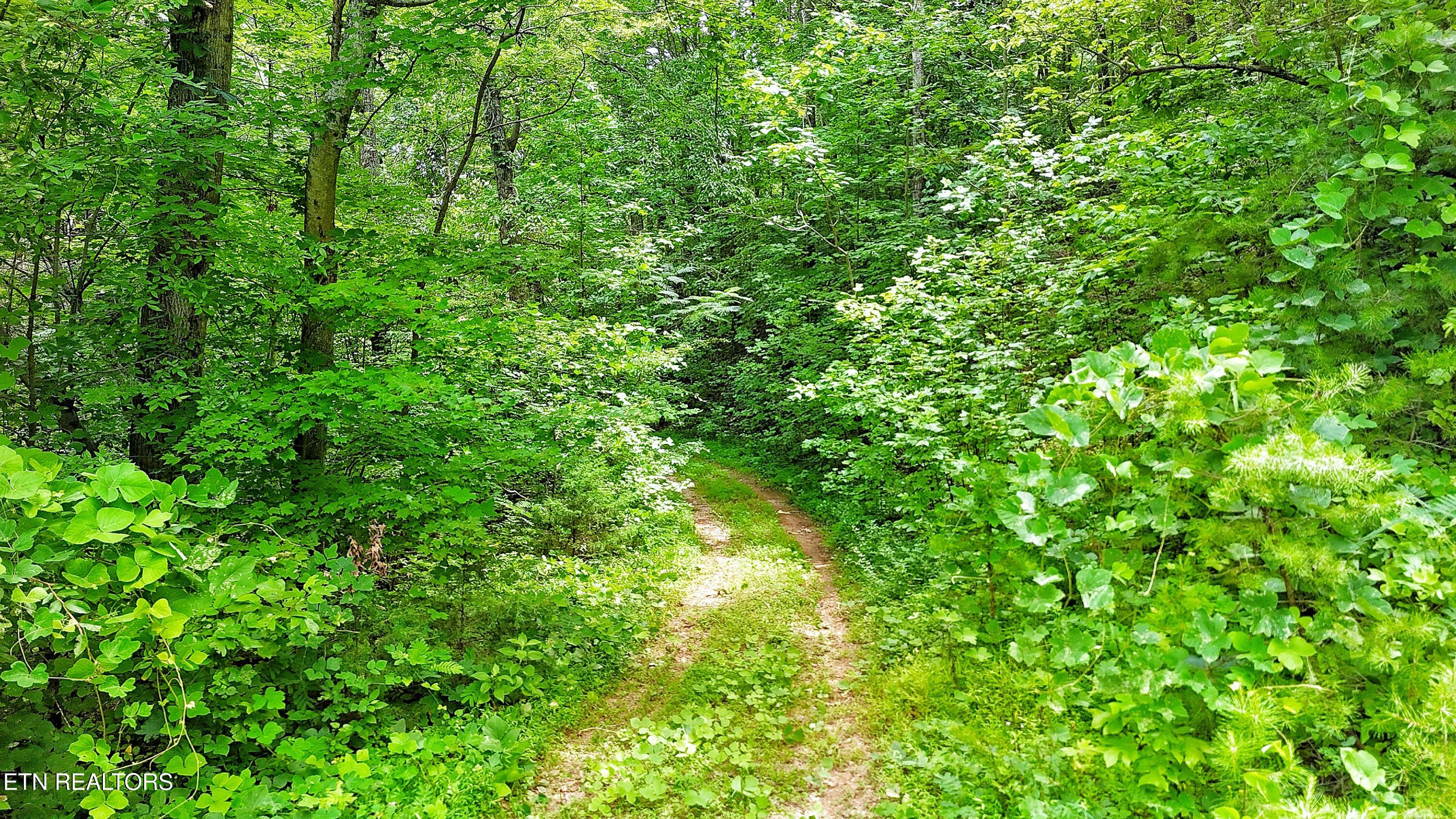 45 Acres S Highway 340 Parrottsville TN 37843