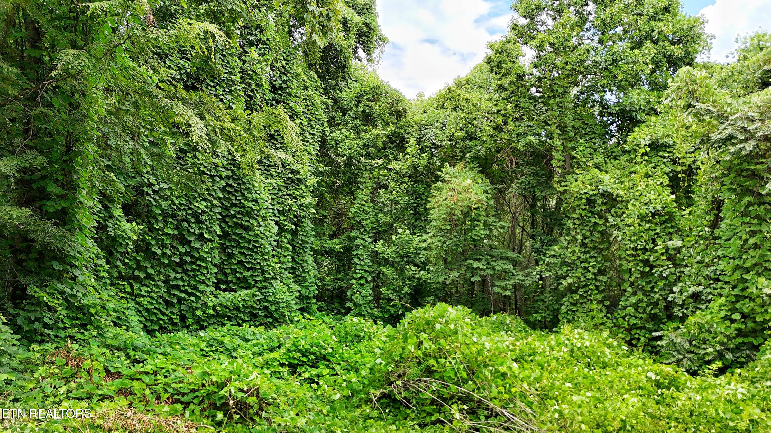 45 Acres S Highway 340 Parrottsville TN 37843