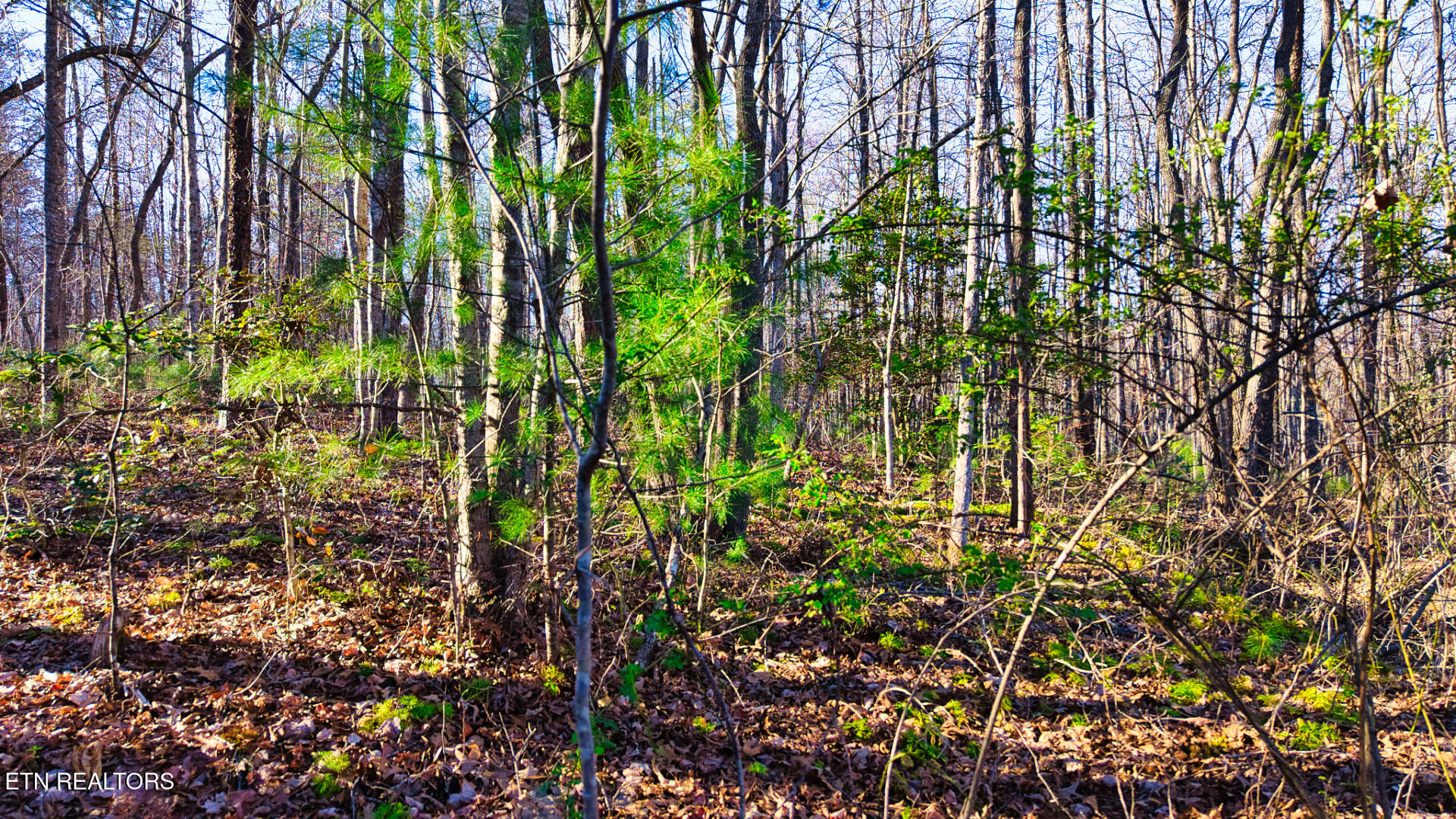 Tract 2 Ervin Brown Road Sunbright TN 37872