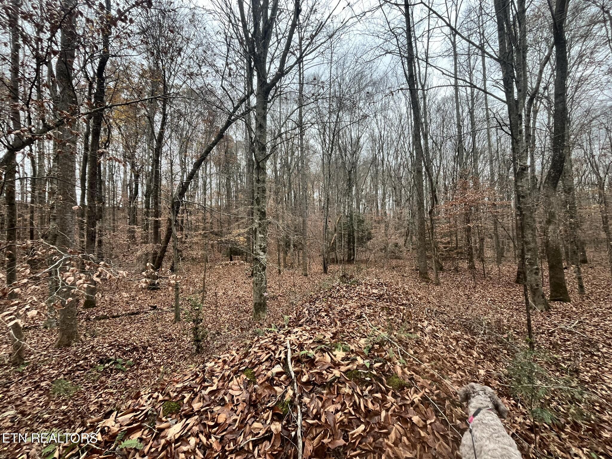 Lot 2 Evergreen Drive Oneida TN 37841