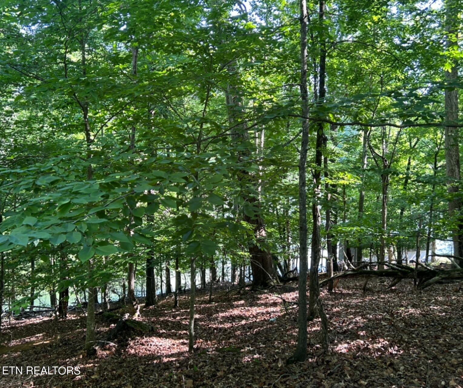 Beechwood Drive Dandridge TN 37725