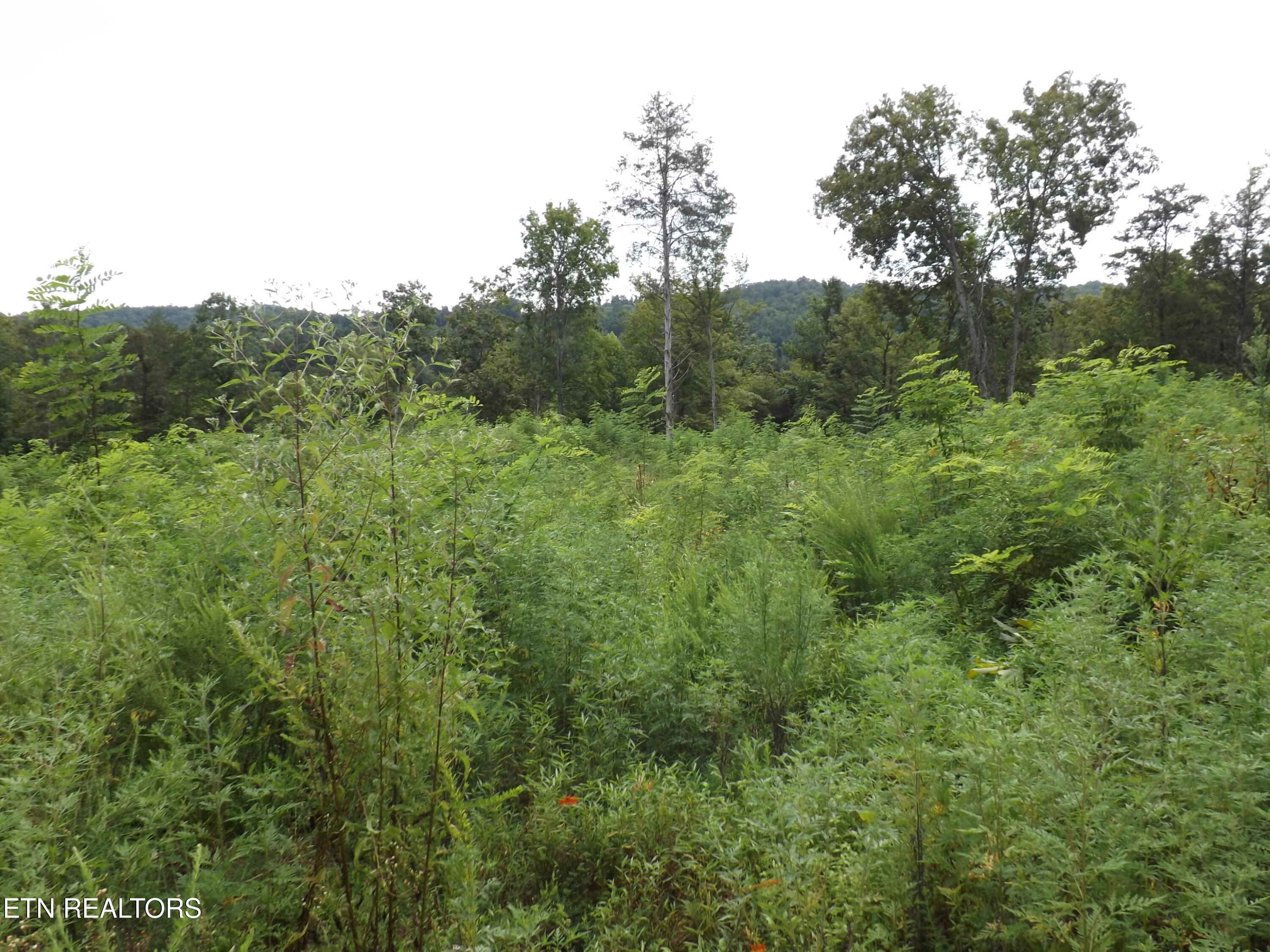 Tbd Roy Thomas Lane New Tazewell TN 37825