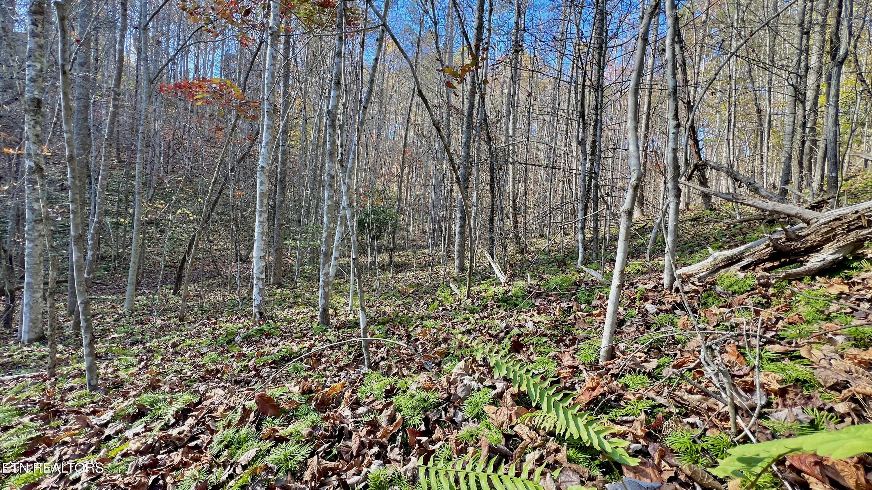8 Lots Grassy Branch Loop Sevierville TN 37876