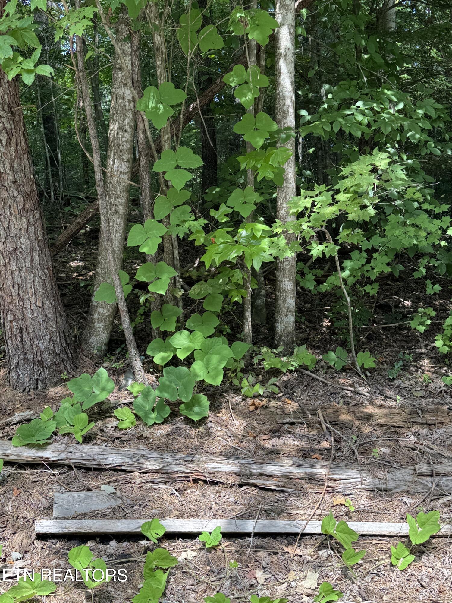 Progress Hill Pigeon Forge TN 37863