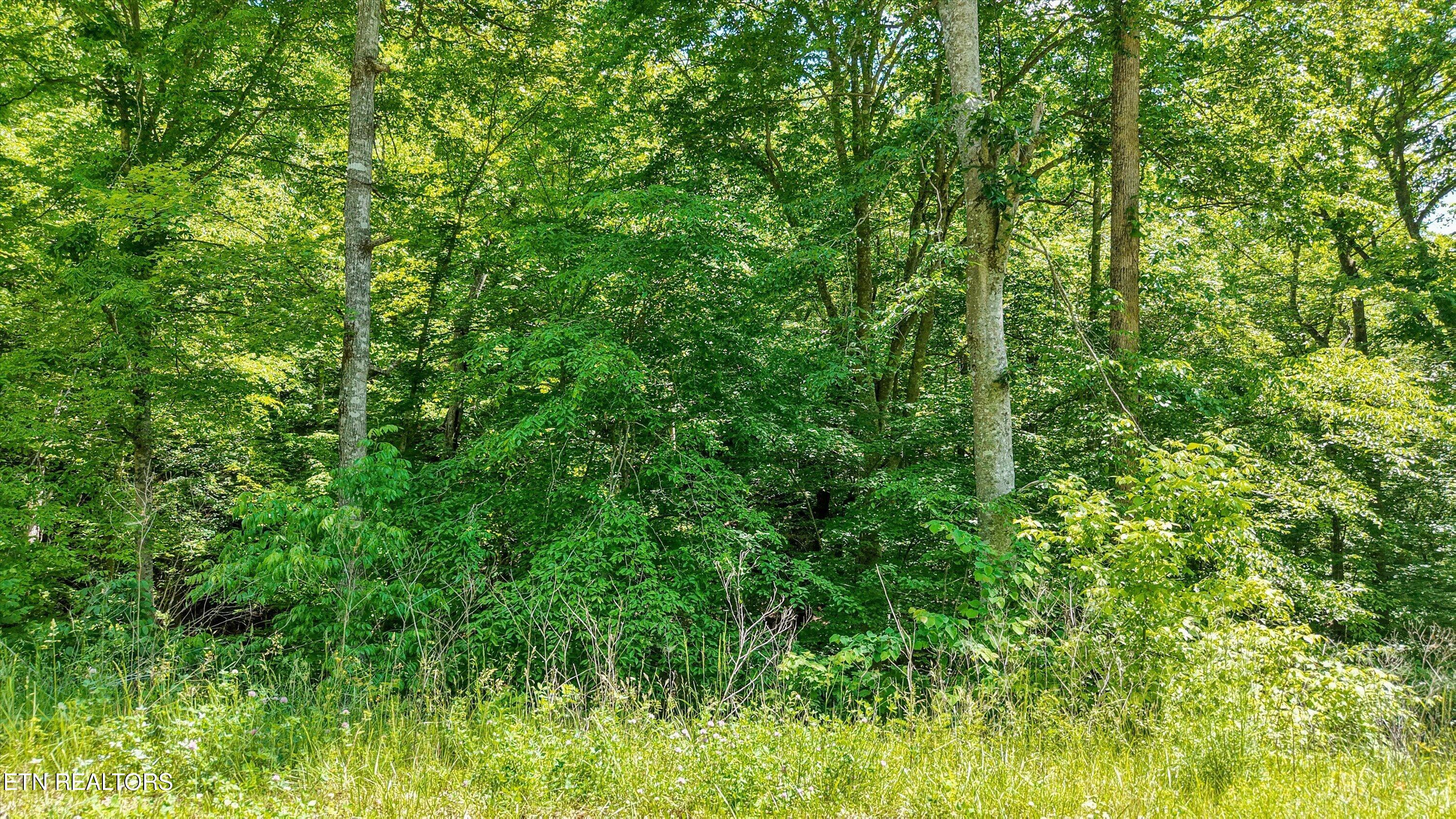 L-12 Mountain Shores Road New Tazewell TN 37825