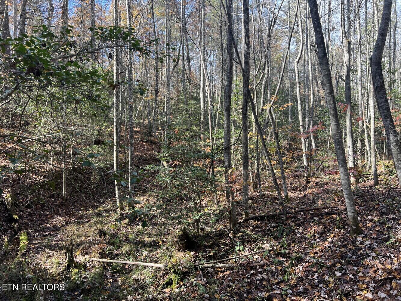 523 Honey Creek Loop Road Allardt TN 38504