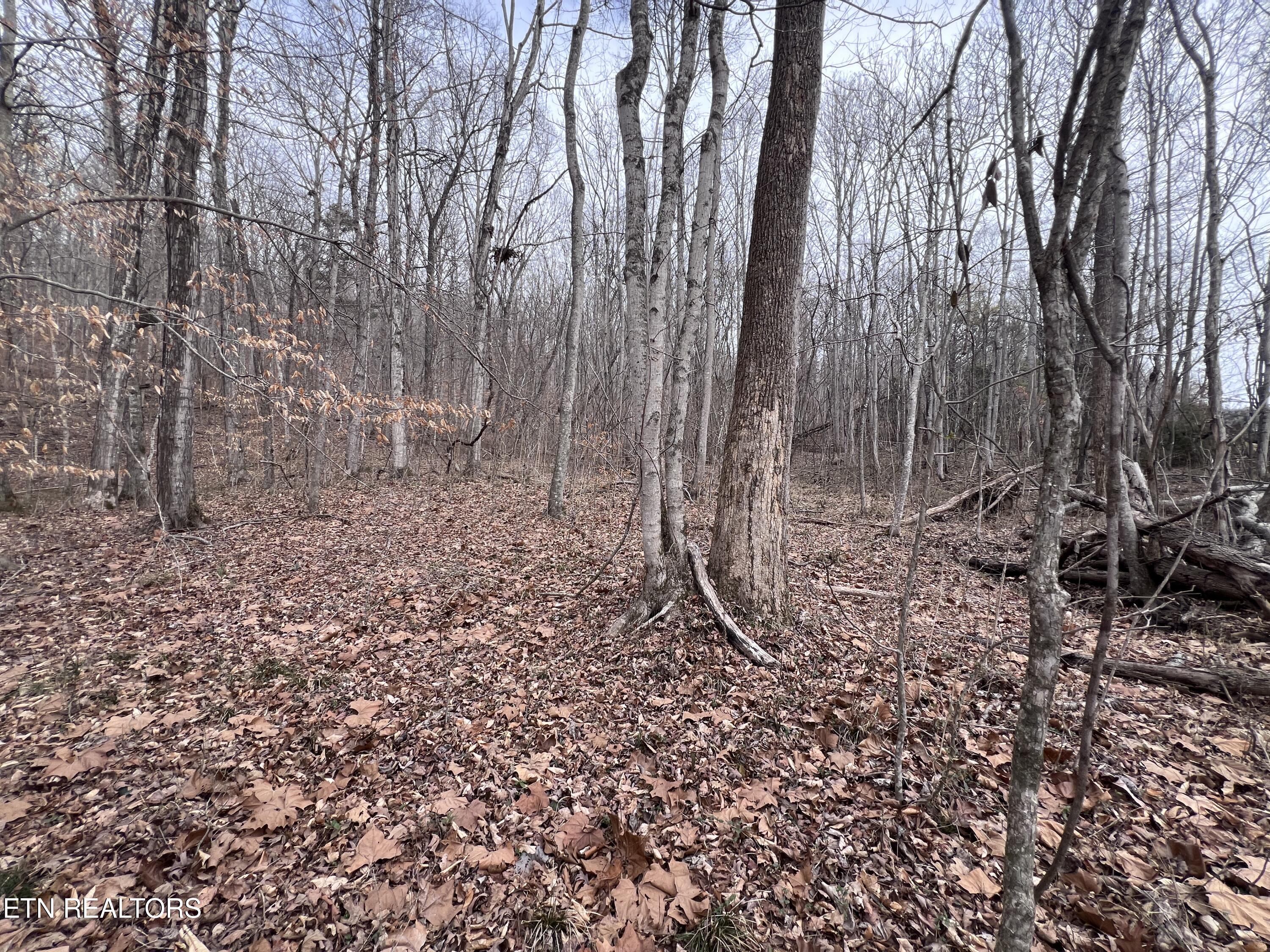 Buffalo Cove Lane Jamestown TN 38556