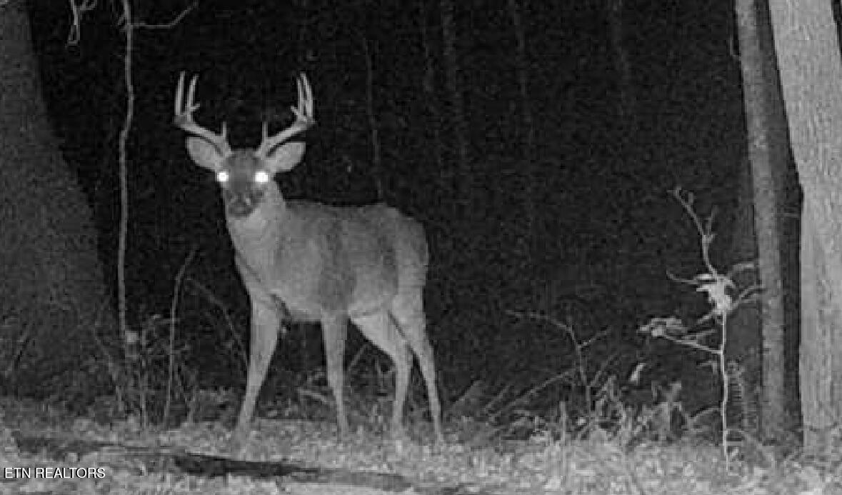 Co Road 214 Niota TN 37826