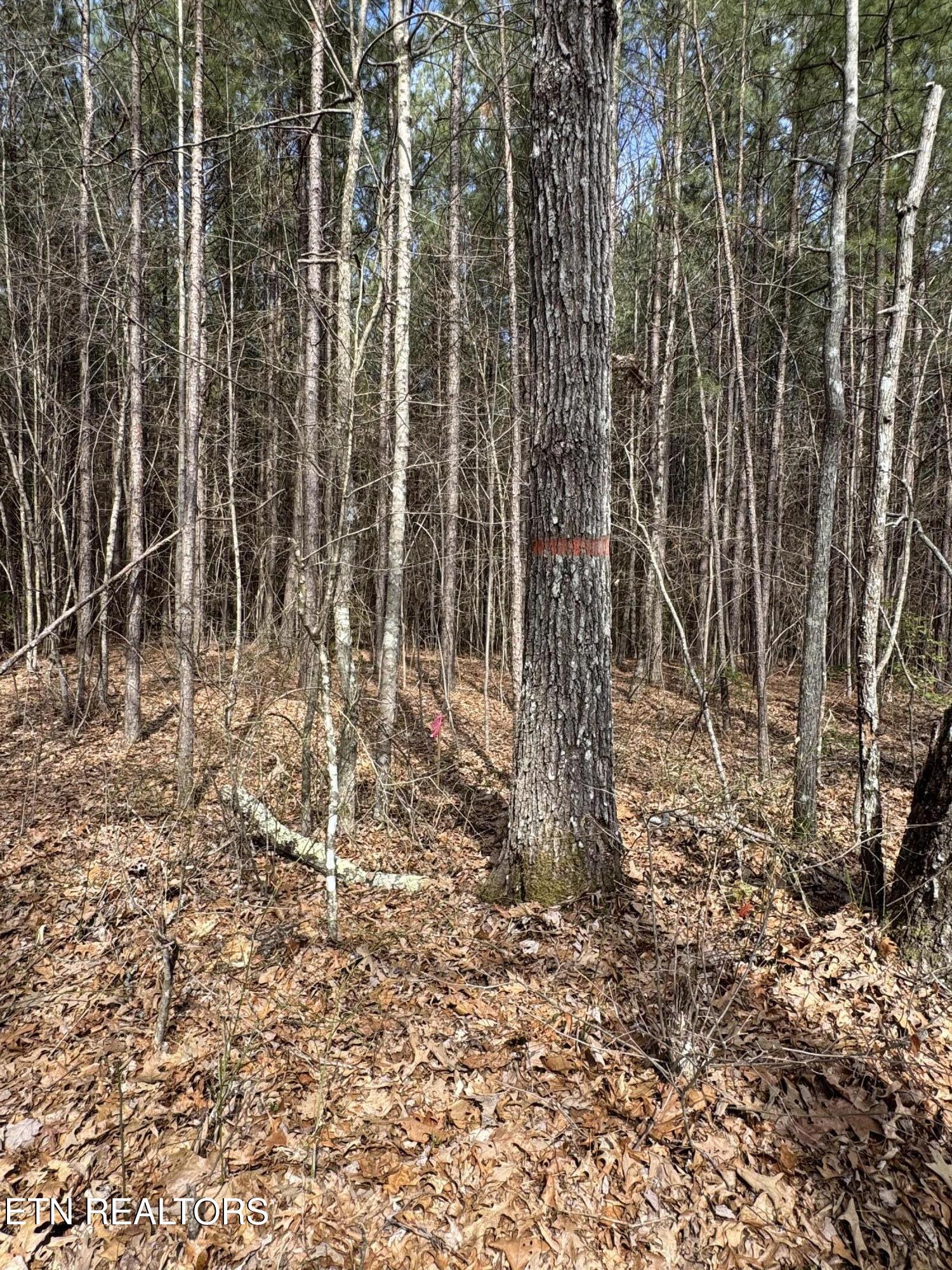 Sam Summers Road Rockwood TN 37854