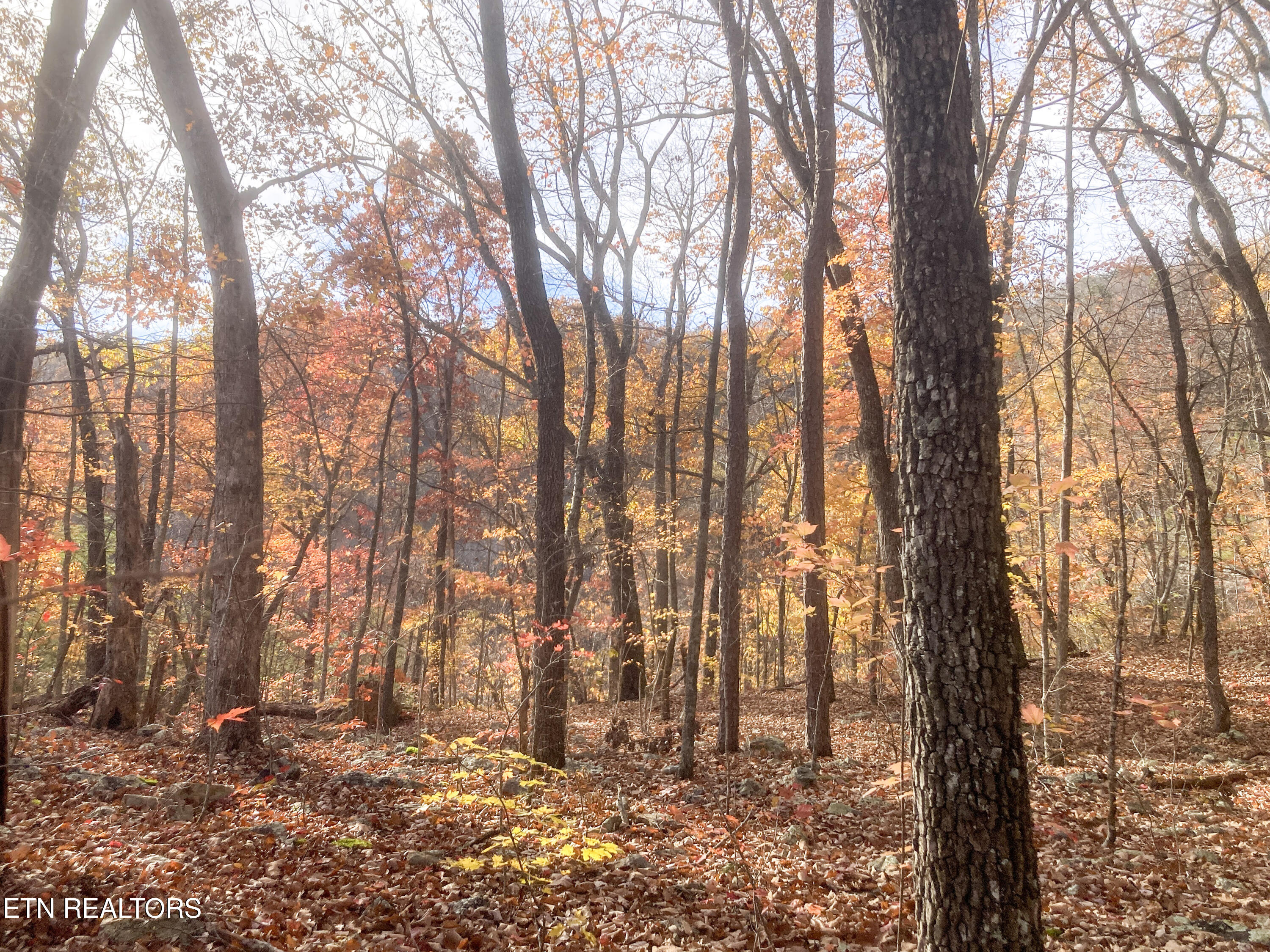 Rockfort Road - 100 Acres Pikeville TN 37367