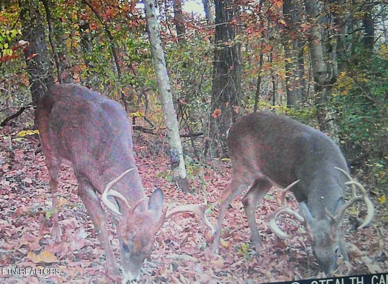 1715 Ellistown Road Knoxville TN 37924