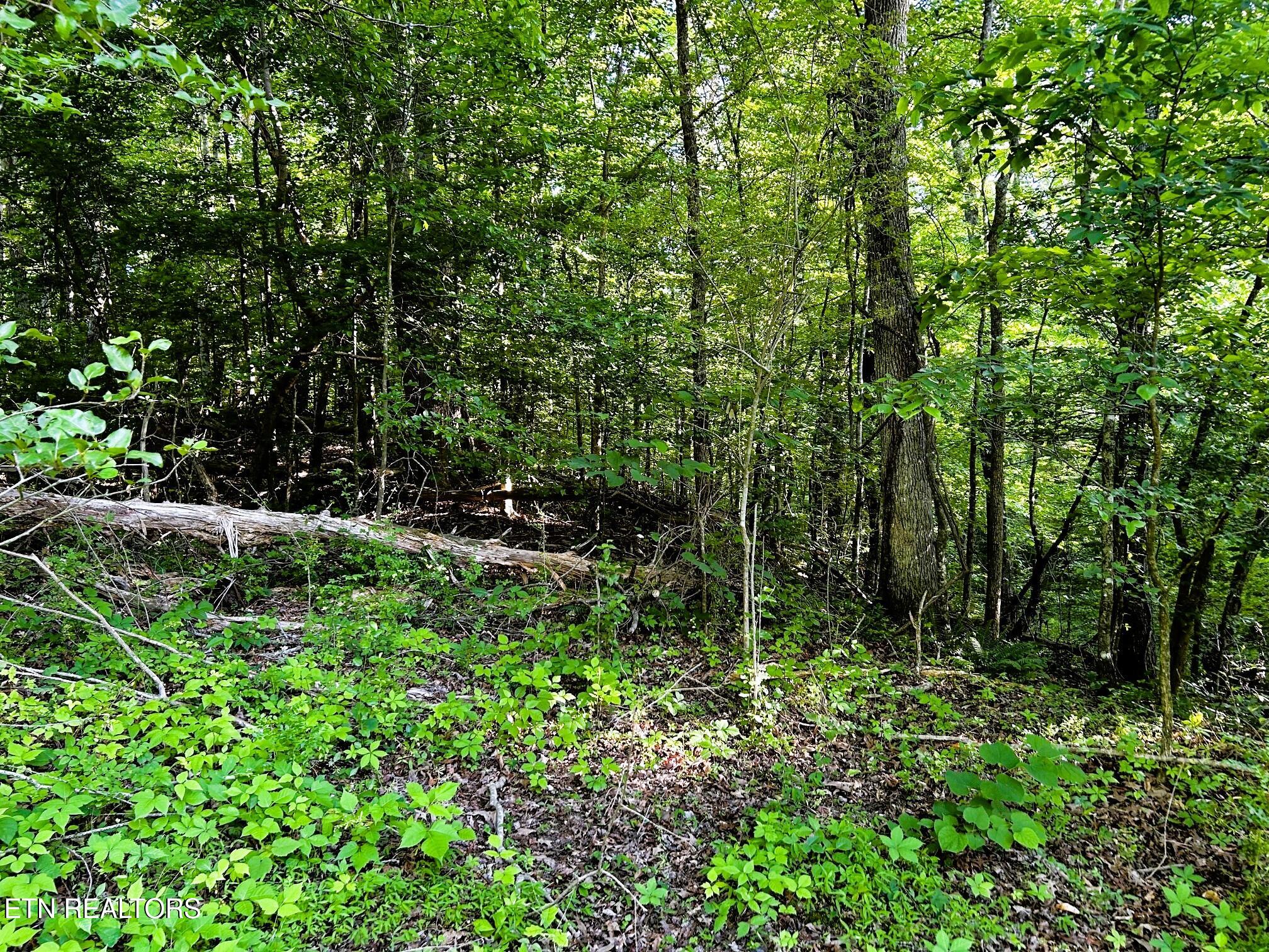 Tract 10 Pleasant Hill Road Ten Mile TN 37880