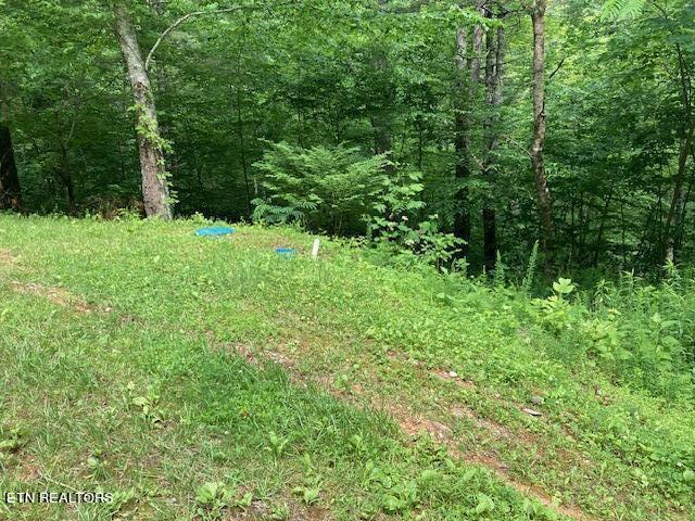Laurel Road Townsend TN 37882
