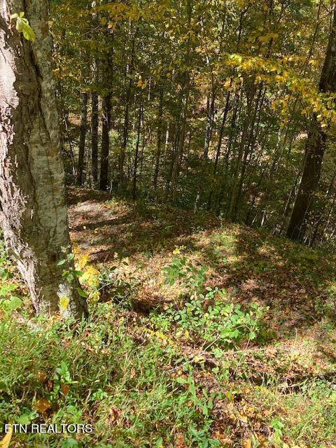 Laurel Road Townsend TN 37882