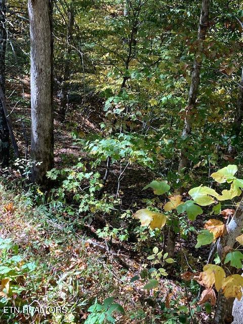 Laurel Road Townsend TN 37882