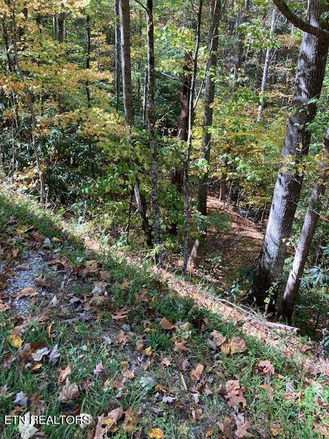 Laurel Road Townsend TN 37882