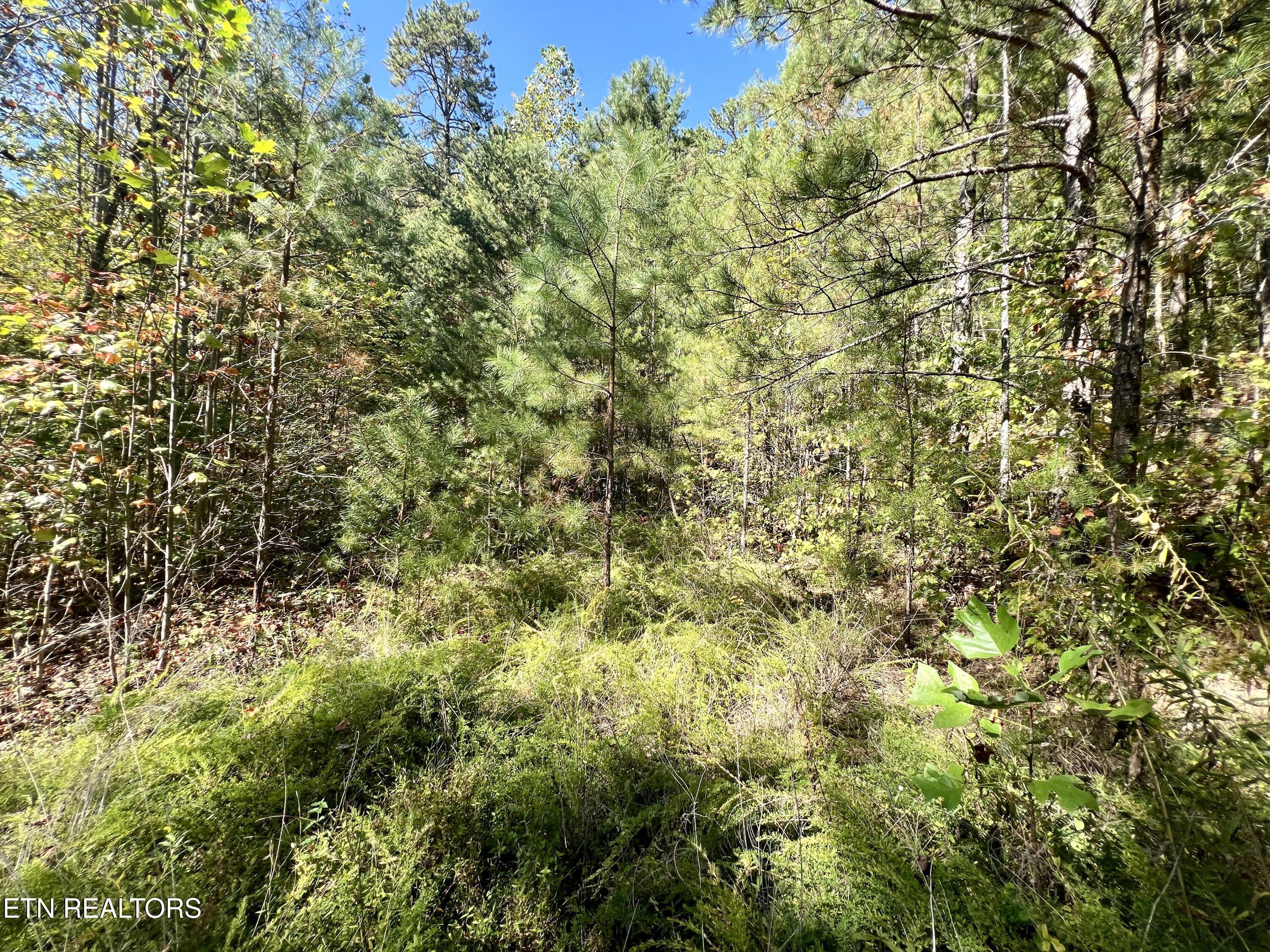 P 20.15 Creek Hollow Way Sevierville TN 37876
