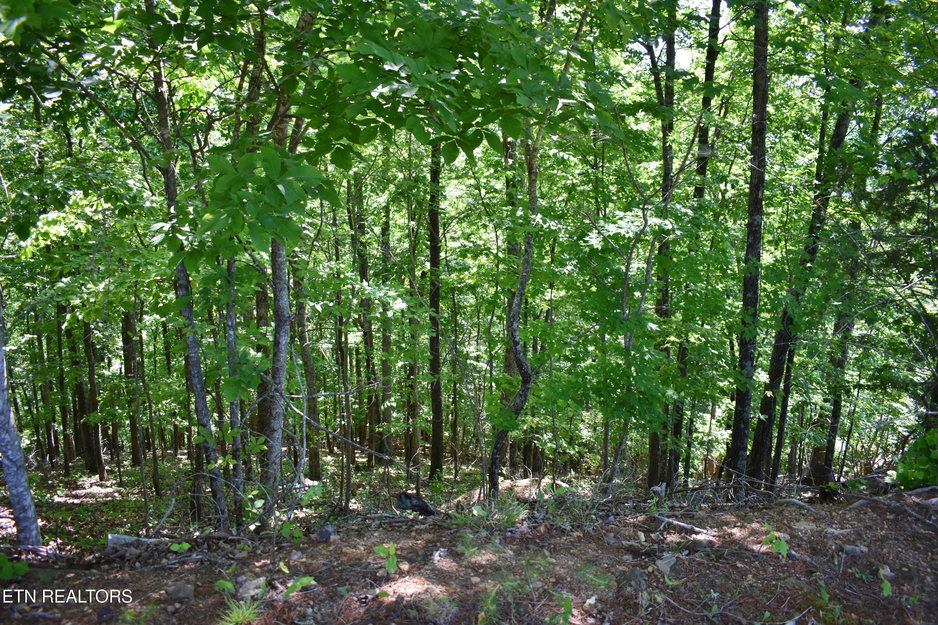 0 Flint Ridge Road Rockwood TN 37854