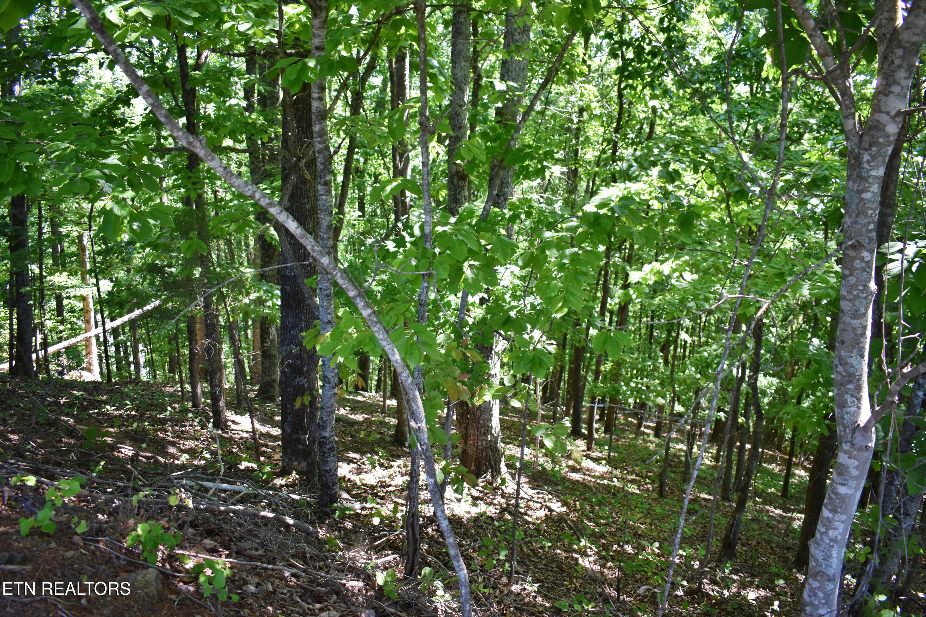 0 Flint Ridge Road Rockwood TN 37854