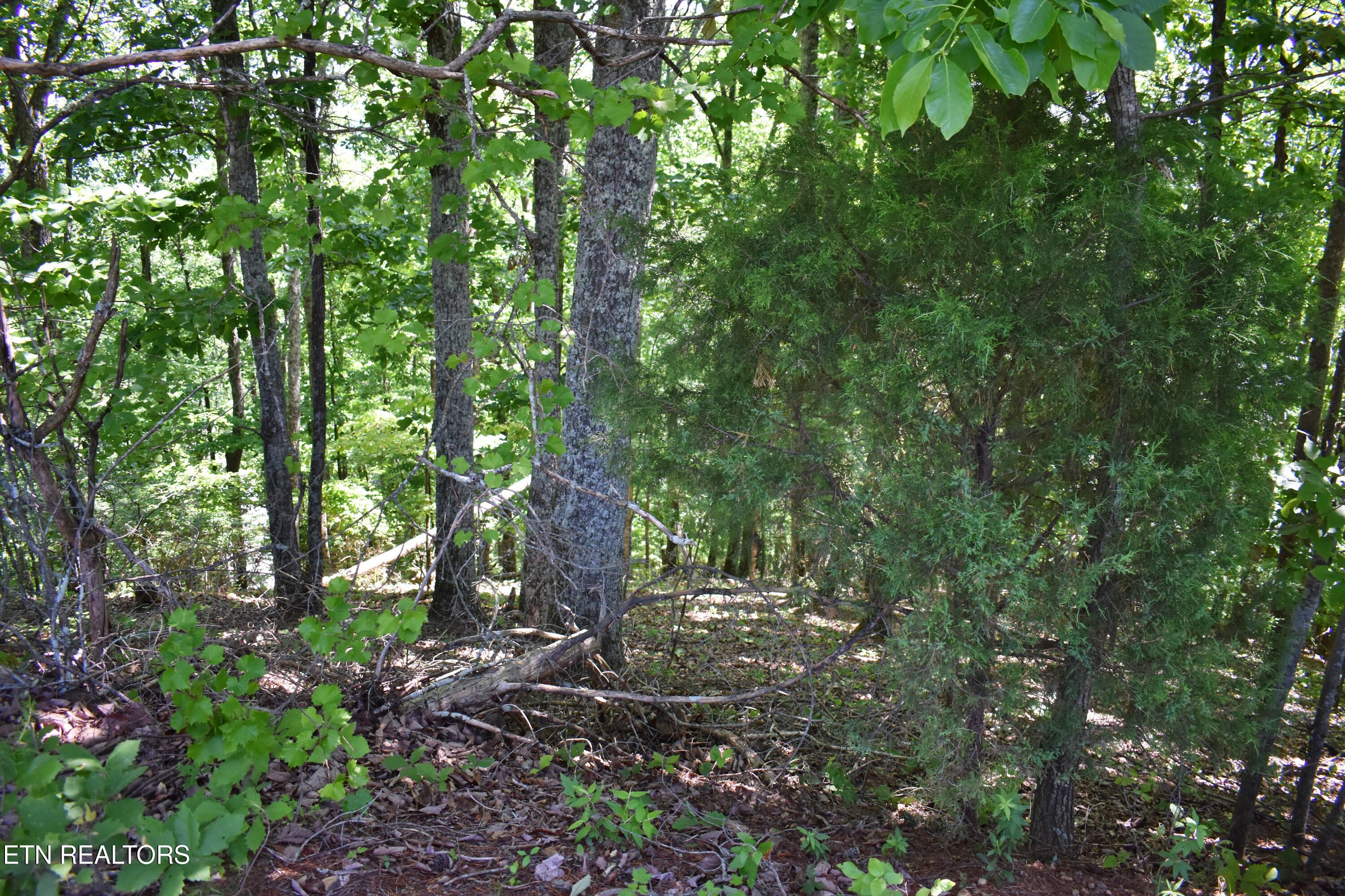 0 Flint Ridge Road Rockwood TN 37854