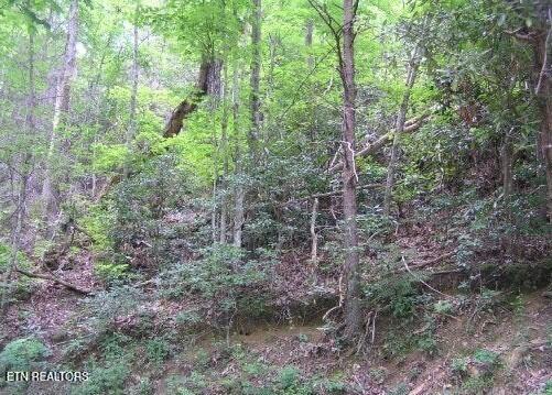 329 Silverbell Lane Gatlinburg TN 37738