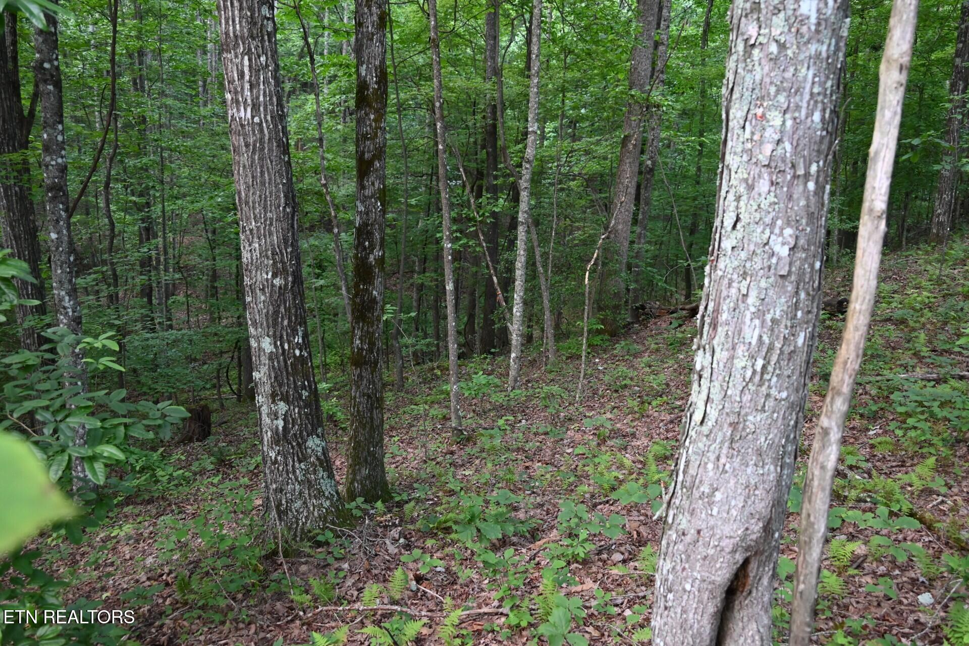 1508 Thomas Springs Road Crossville TN 38572