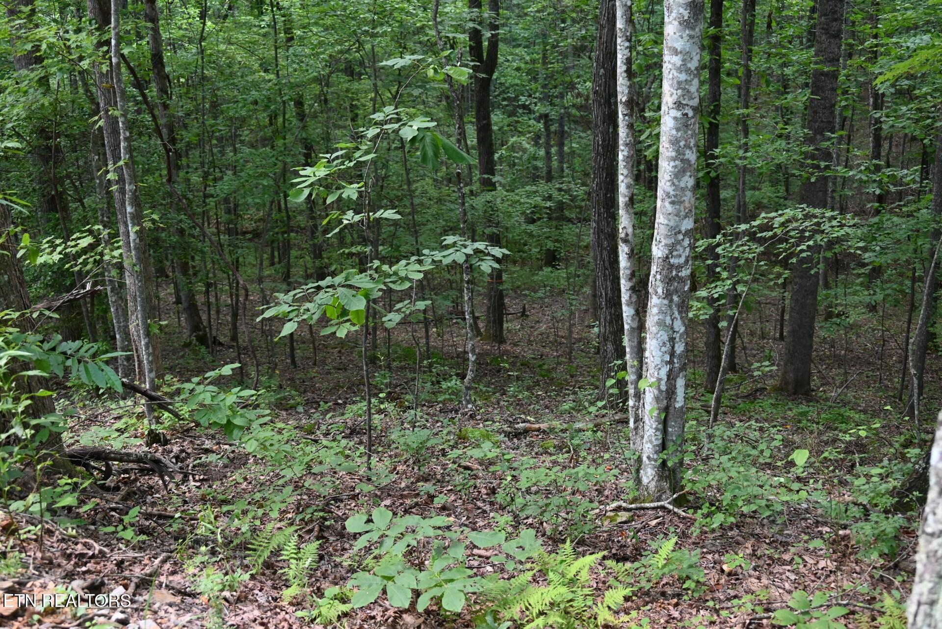 1508 Thomas Springs Road Crossville TN 38572