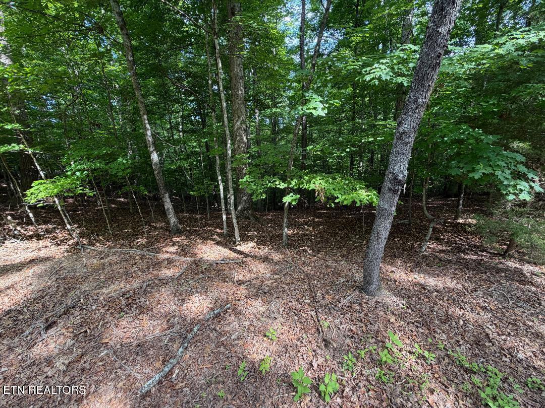 Beechwood Drive Dandridge TN 37725