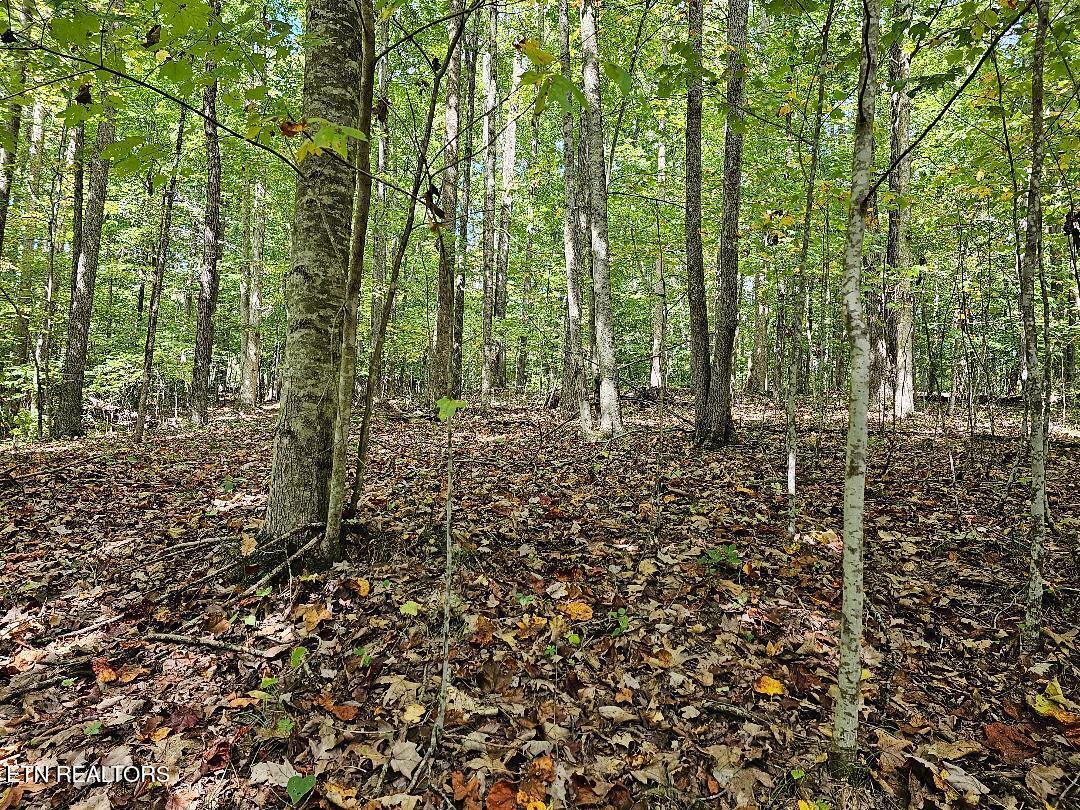 73.87AC Mill Hollow Road Tazewell TN 37879