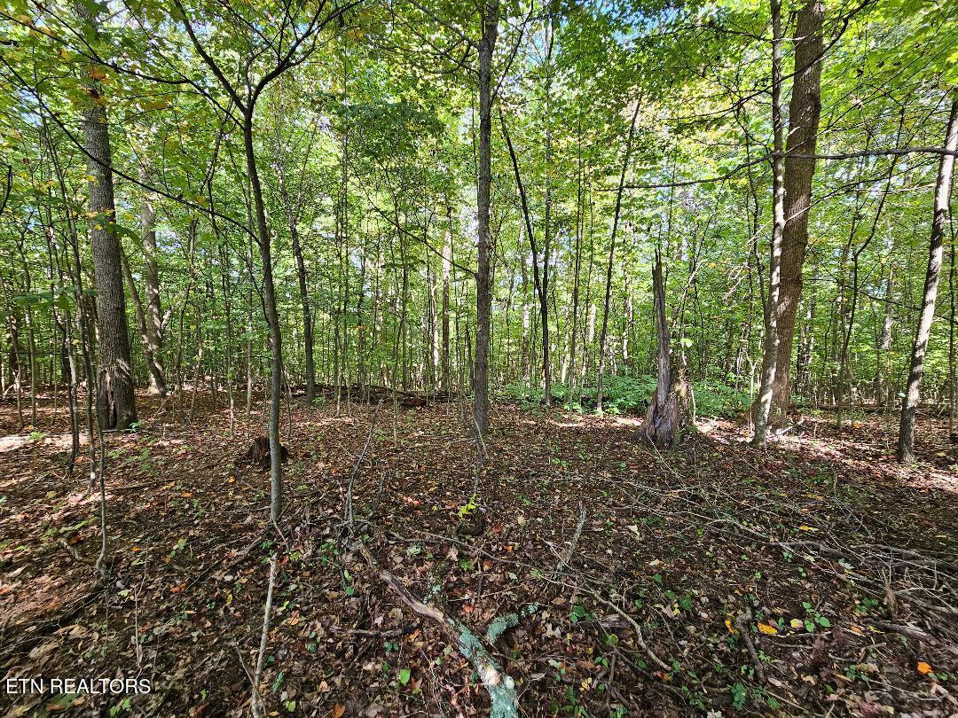 73.87AC Mill Hollow Road Tazewell TN 37879