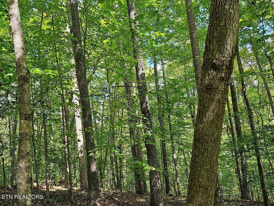 73.87AC Mill Hollow Road Tazewell TN 37879