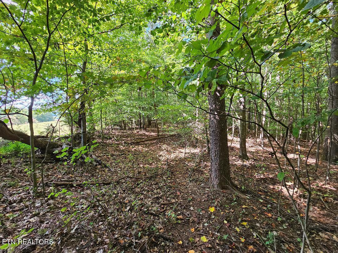 73.87AC Mill Hollow Road Tazewell TN 37879