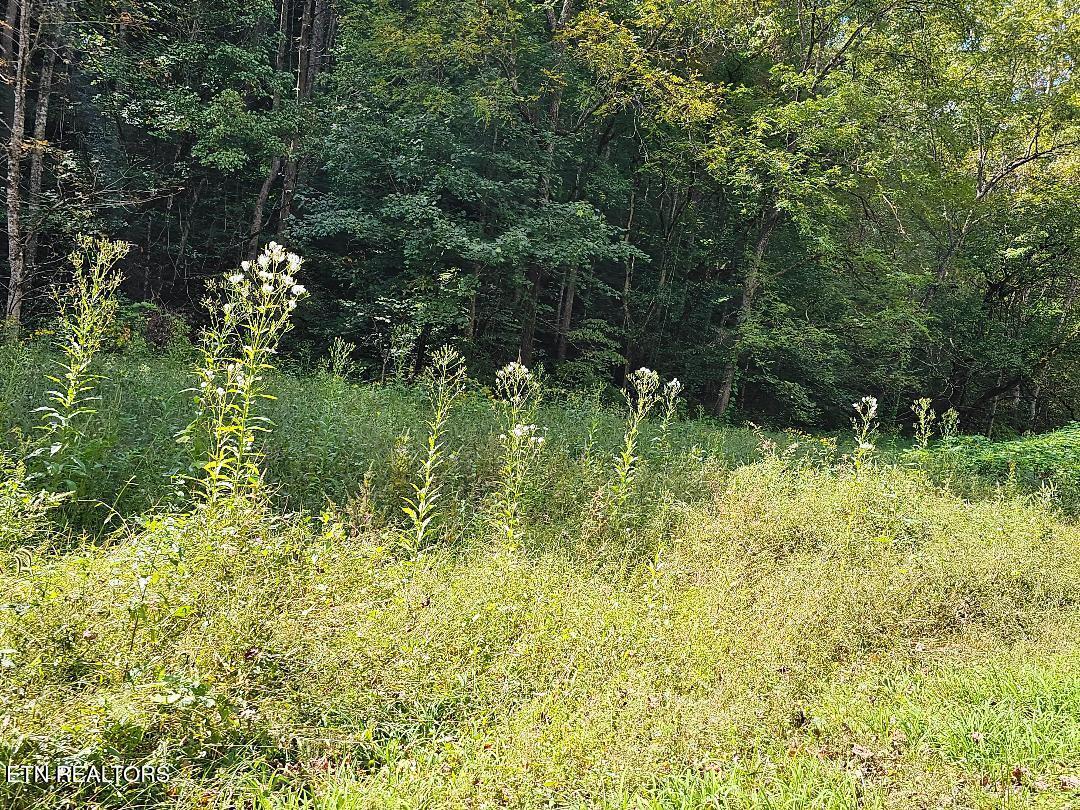 73.87AC Mill Hollow Road Tazewell TN 37879
