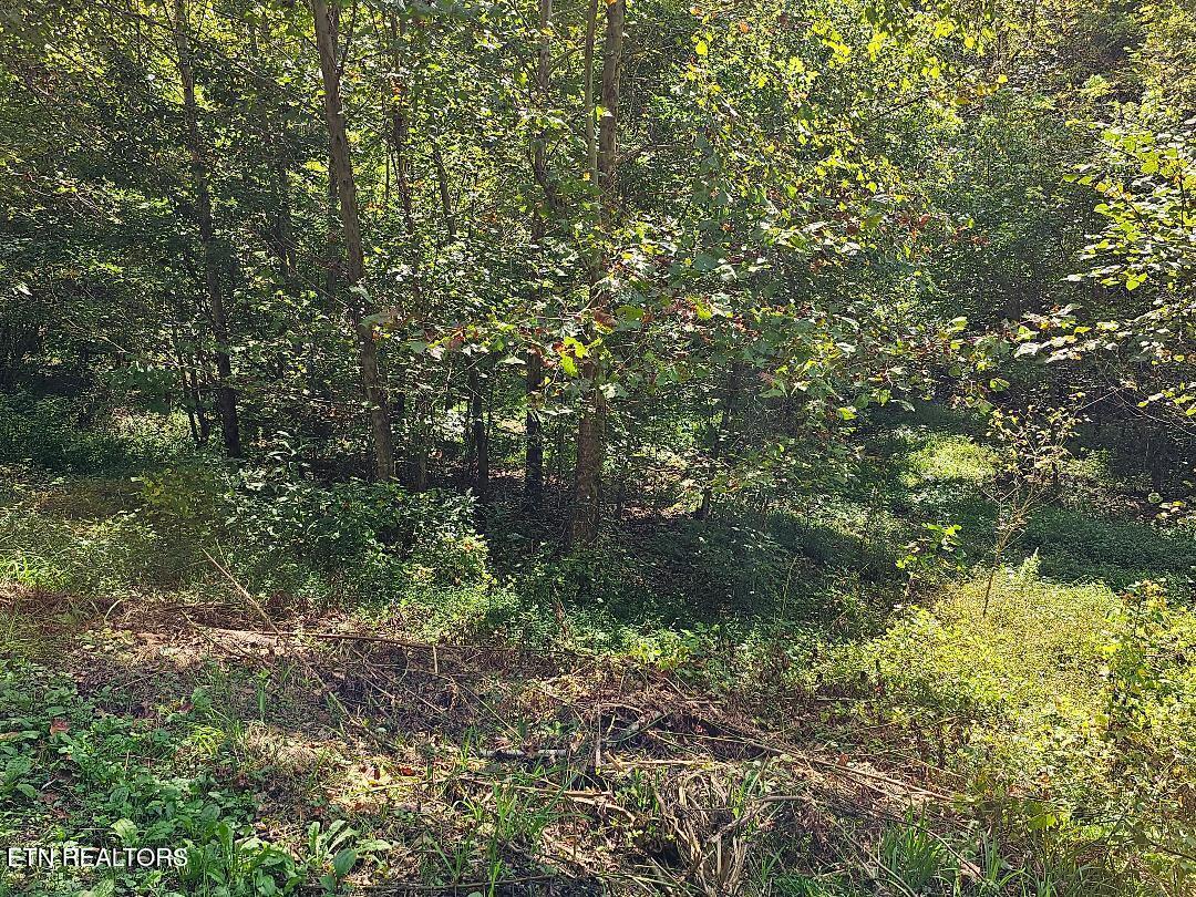 73.87AC Mill Hollow Road Tazewell TN 37879
