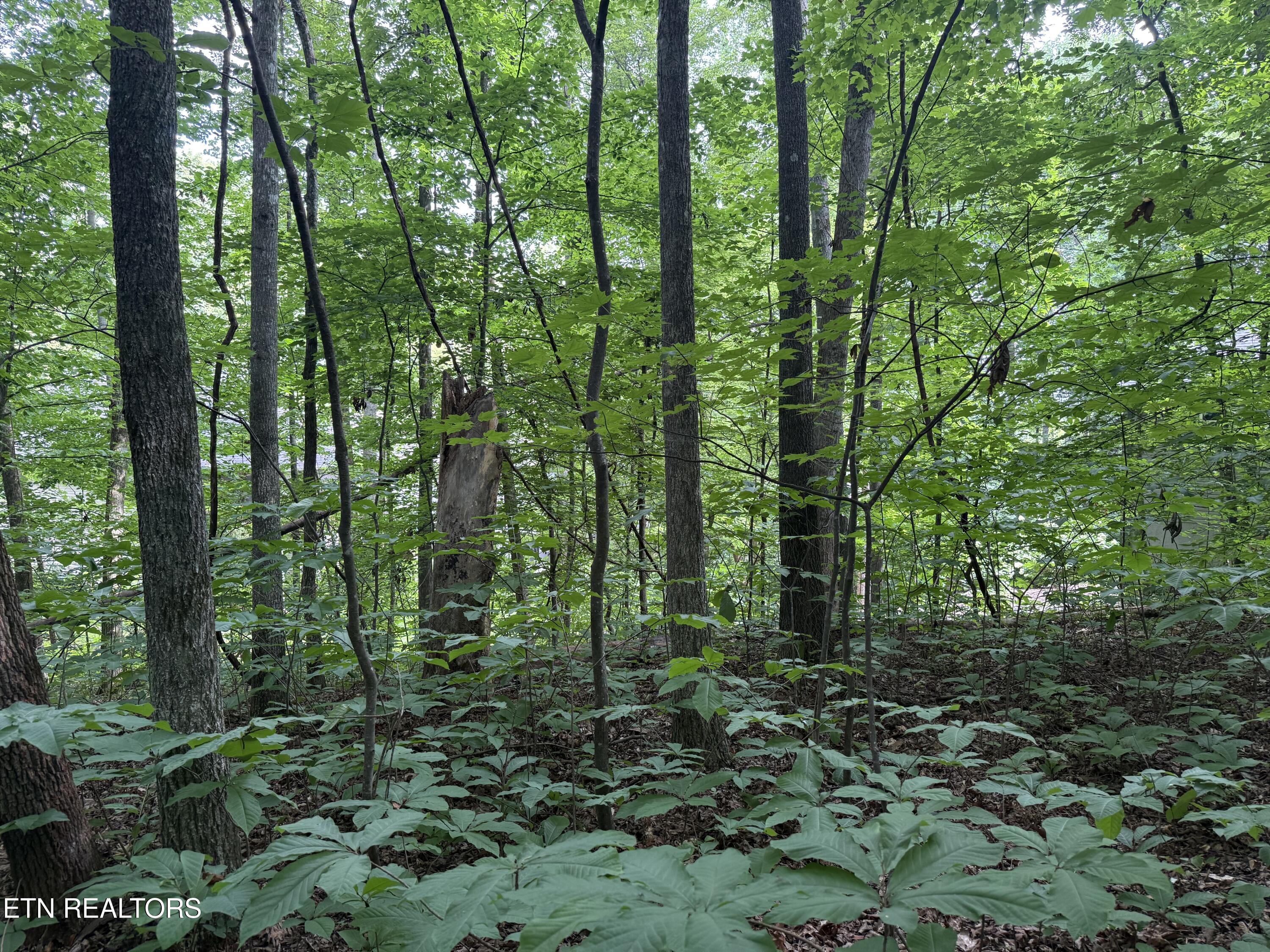324 Dudala Point Loudon TN 37774