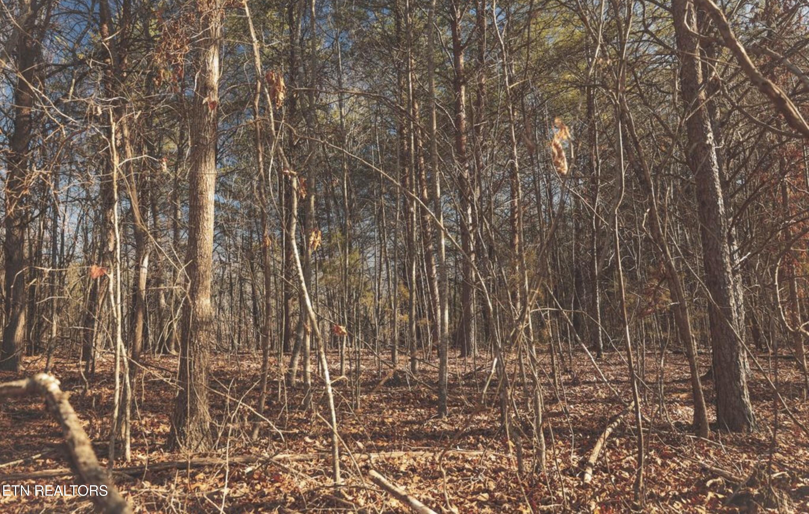 Lot 10 & 11 Curtis Road Tellico Plains TN 37385